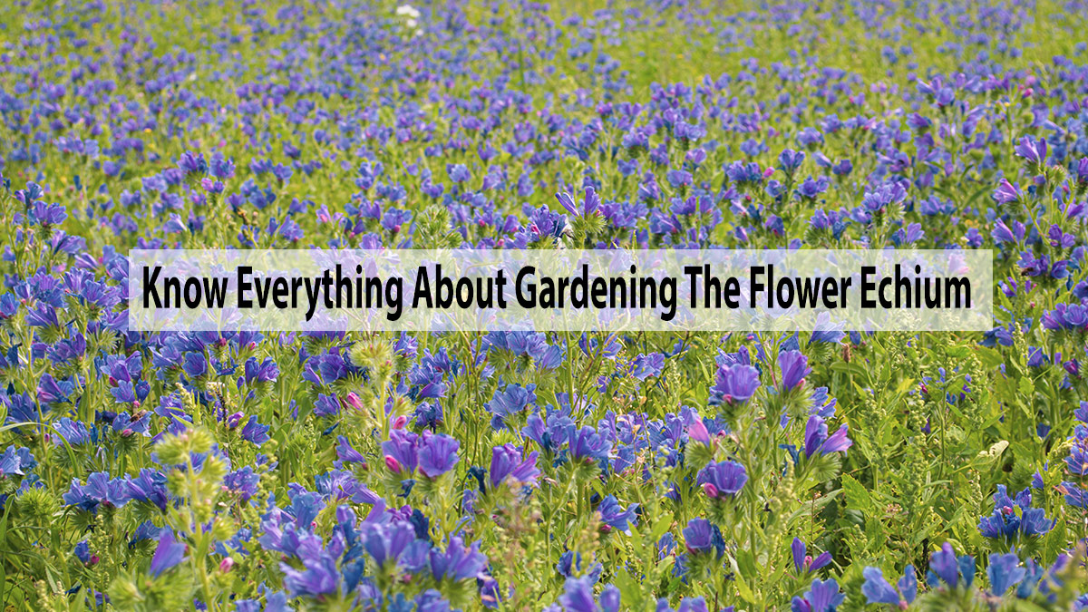 Know Everything About Gardening The Flower Echium