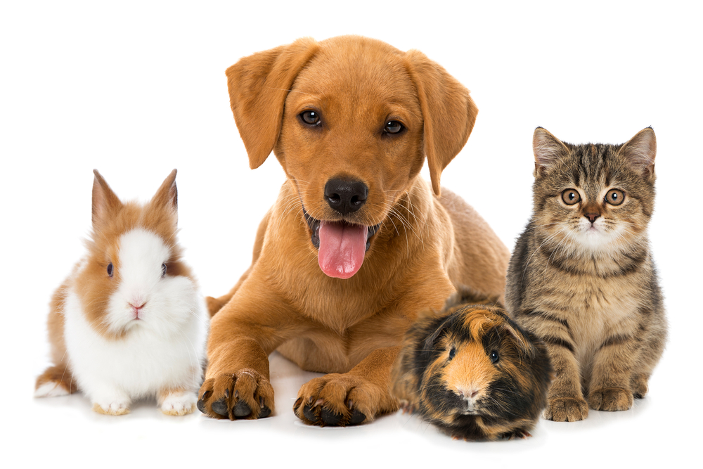 Pet Insurance Market 2022-2027 | Growth, Size, Share, Trends, Analysis and Forecast