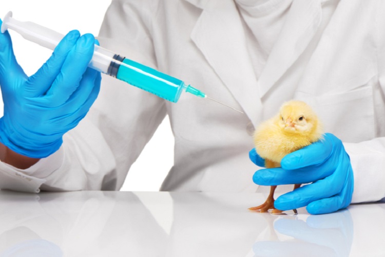 Poultry Diagnostics Market 2022-2027 | Growth, Demand, Trends, Analysis and Forecast